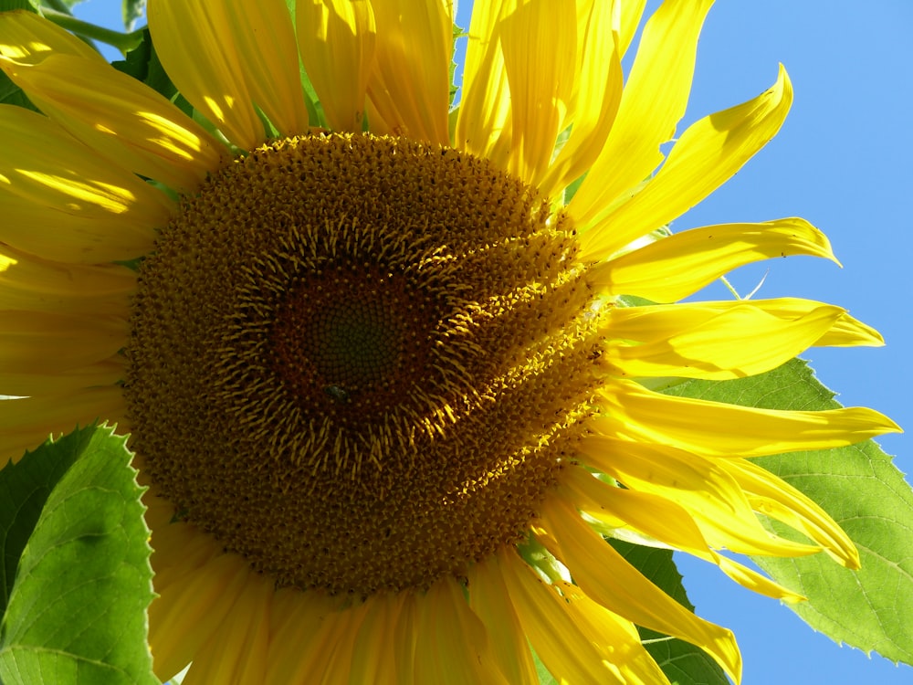 a close up of a sunflower