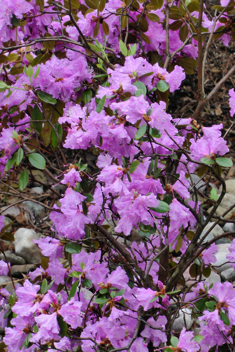 Eine Gruppe von lila Blumen