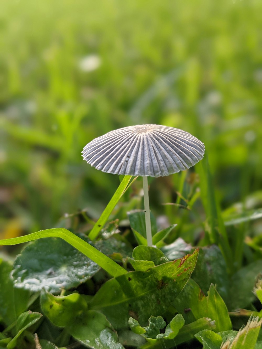 a mushroom growing in the grass