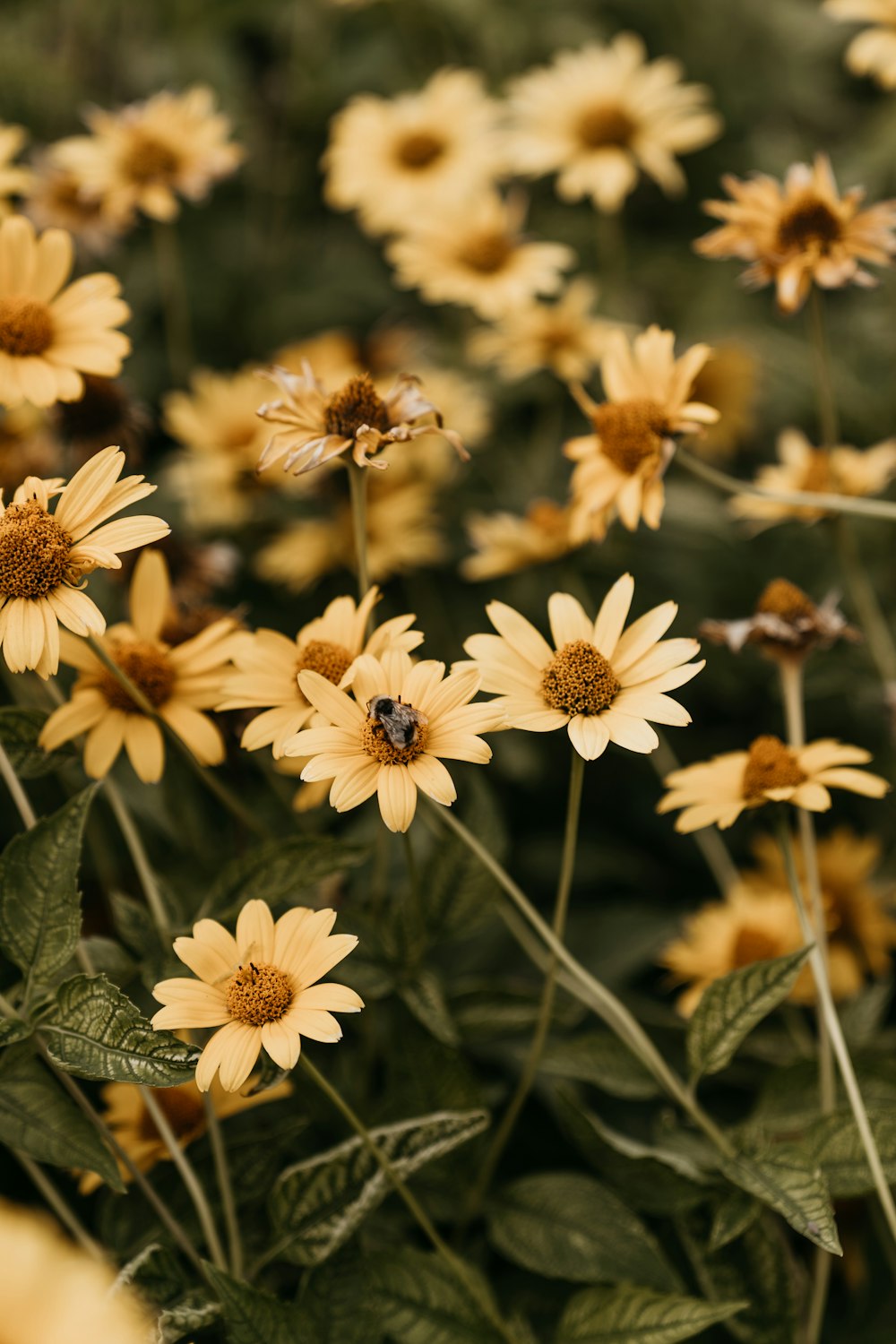 a group of white flowers