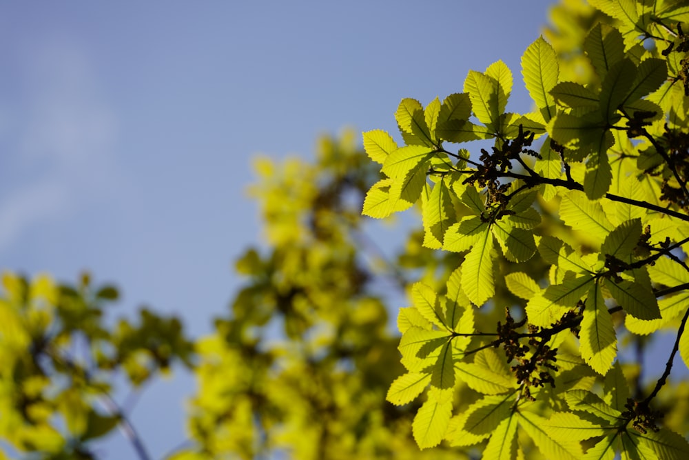 a close up of a tree