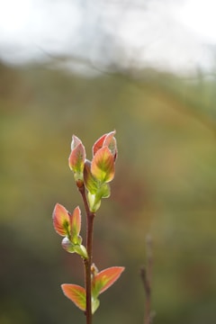 A close-up view of a young plant stem with several small leaves standing upright. The leaves are a mix of green and reddish hues with a soft, fuzzy texture. The background is blurred with a gradient of green and brown colors, suggesting a natural outdoor environment.