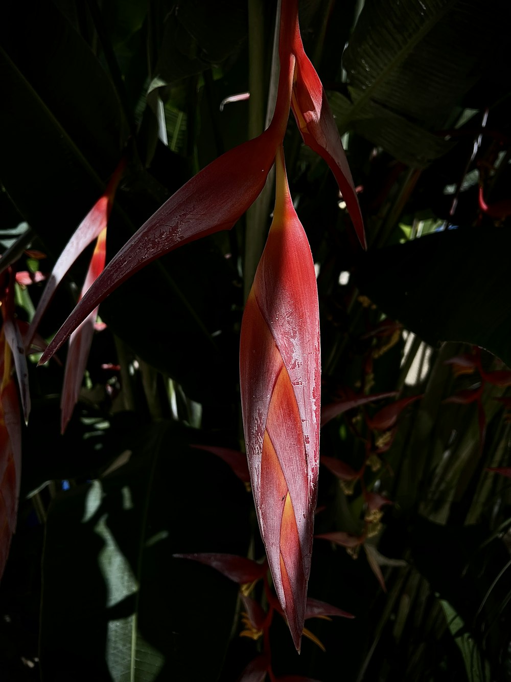 a red flower with green leaves