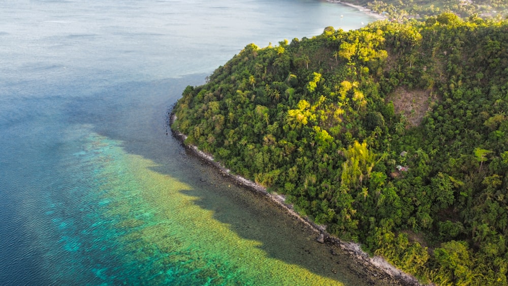 a beach with trees and bushes