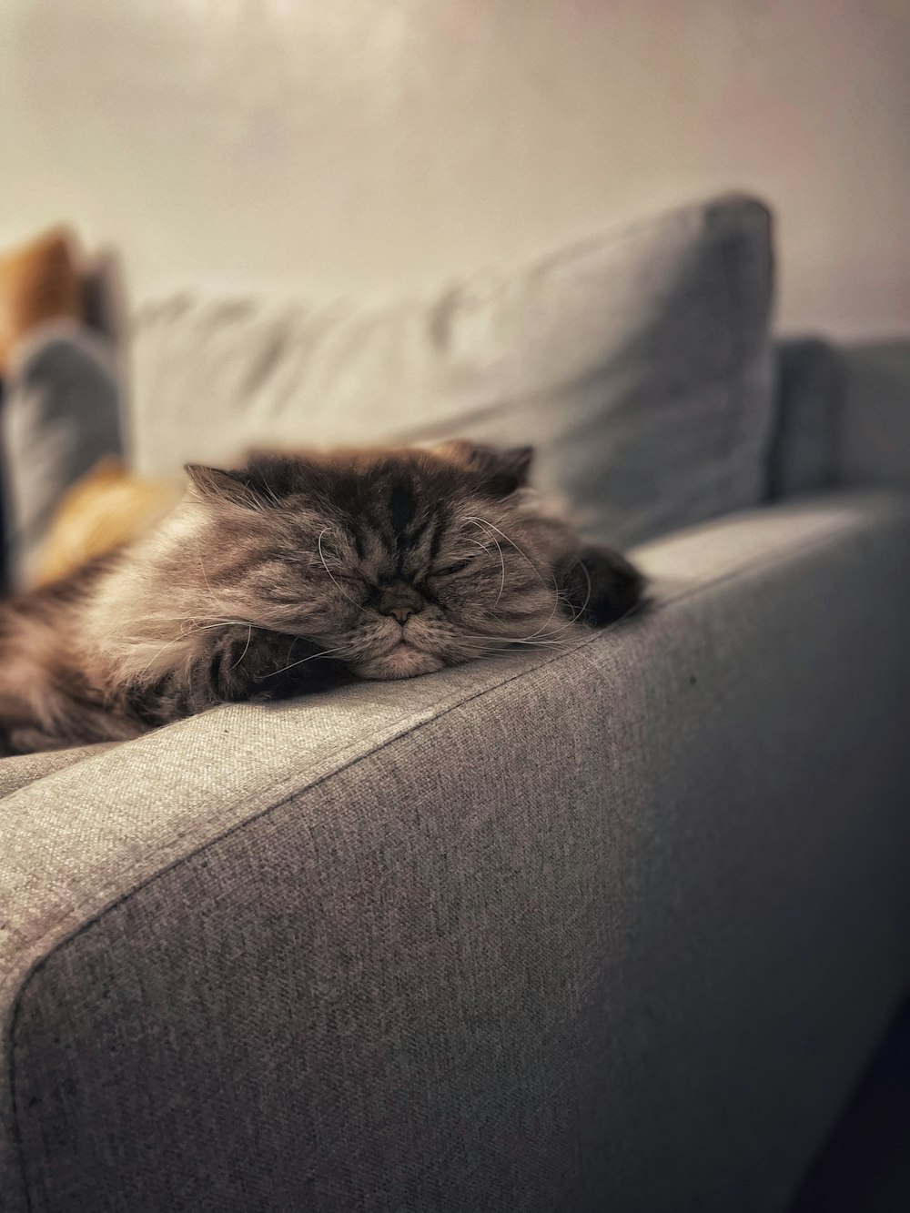 a cat lying on a couch