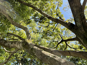 A family team gently pruning a large oak tree on a sunny day.