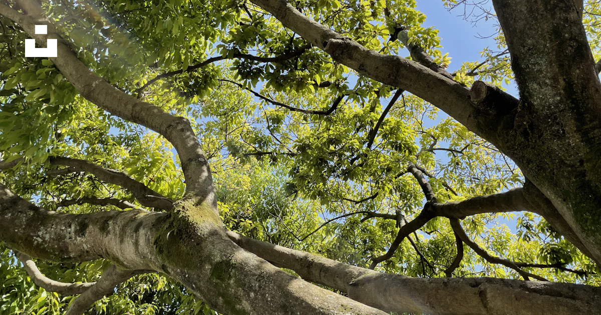 Foto Un árbol con muchas ramas – Imagen Árbol gratis en Unsplash