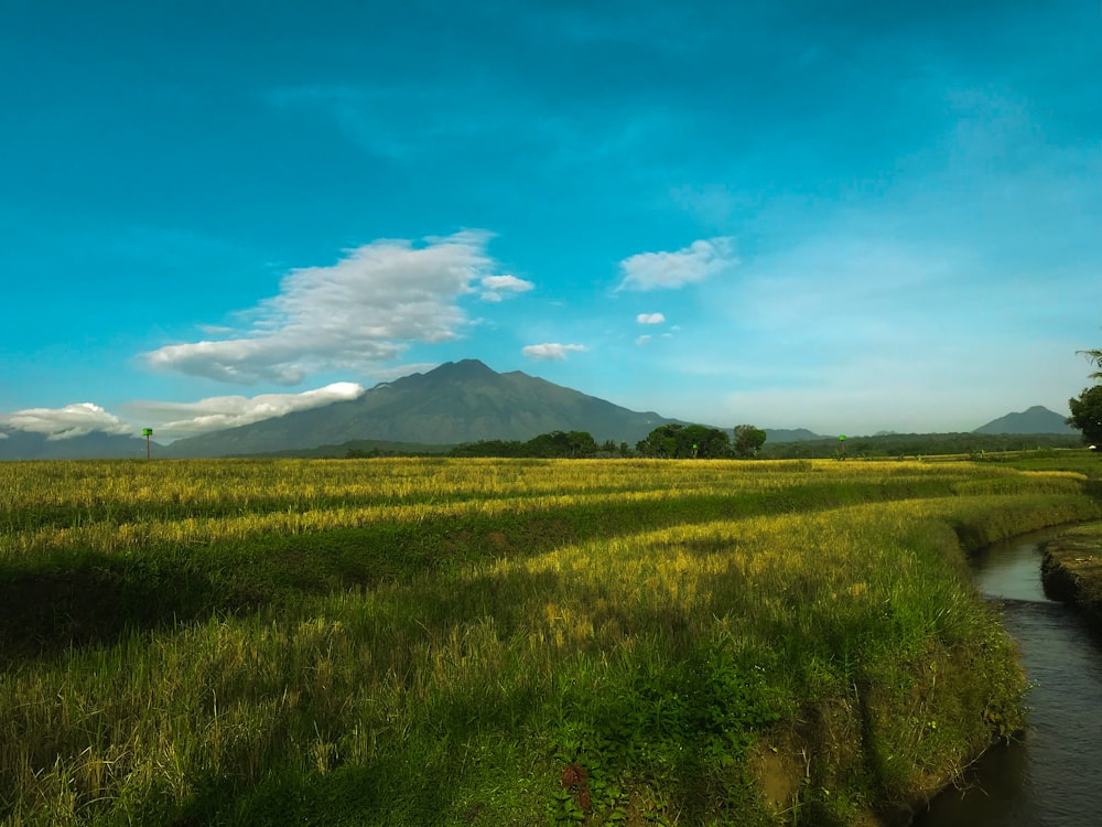 a grassy field with a stream running through it