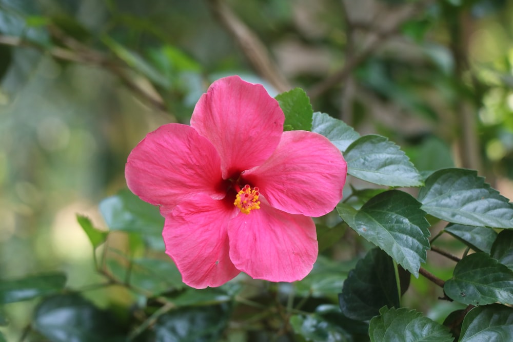 a pink flower on a plant