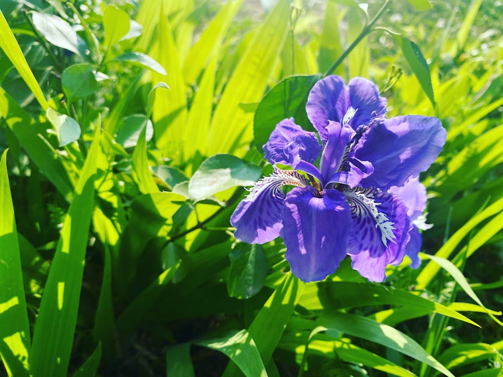 a purple flower with green leaves