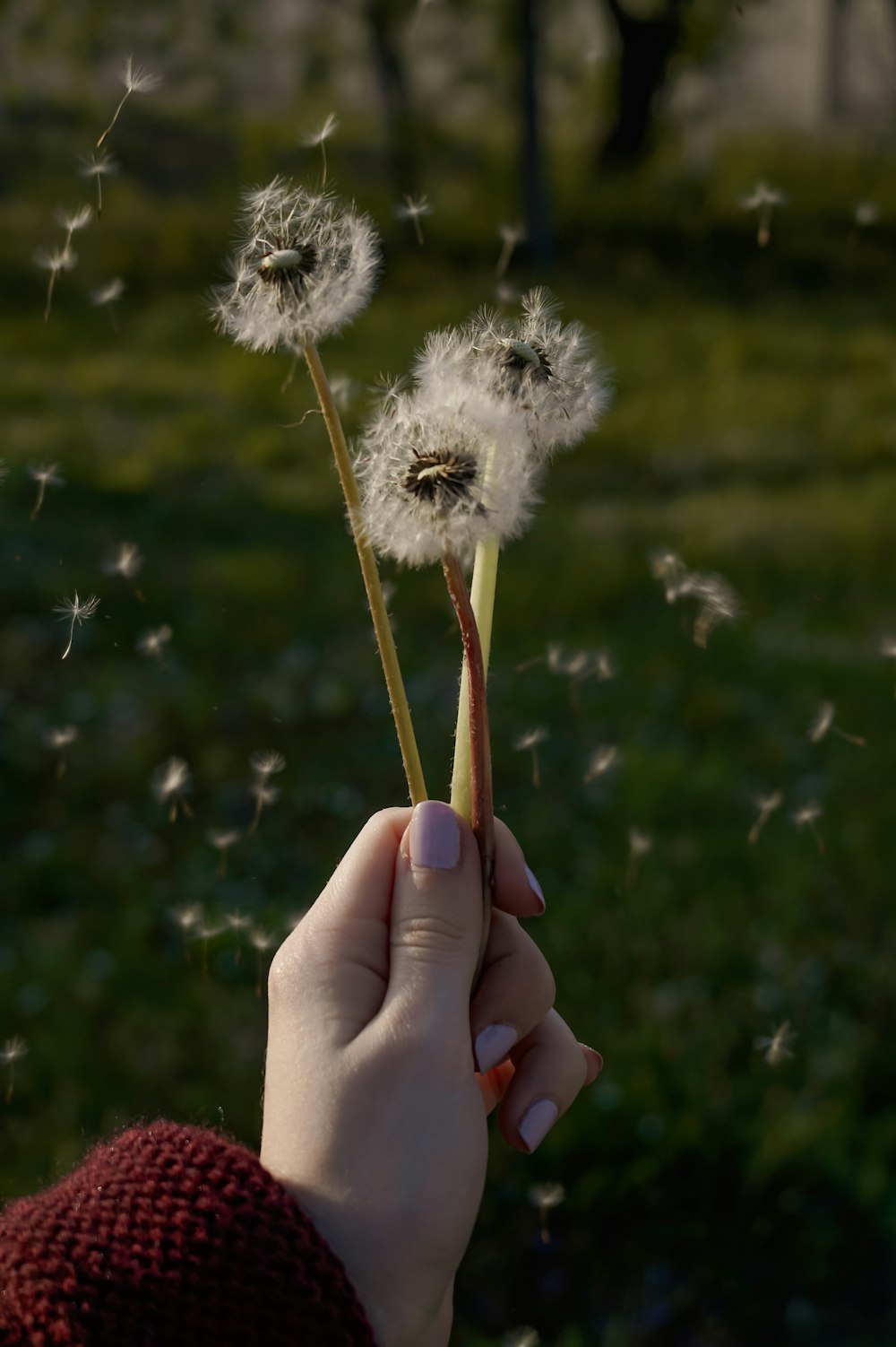 a hand holding a flower