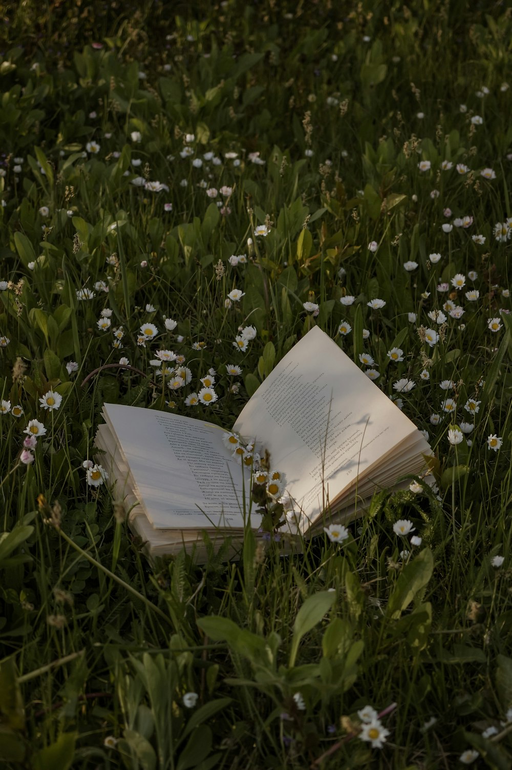 a white paper bag on a flower field