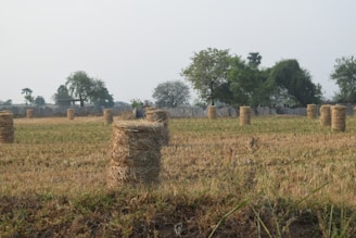 An agricultural field with numerous stacks of hay bales spread out across a mowed, golden-brown field. In the background, there are a few scattered trees and a stone wall, under a cloudy sky.