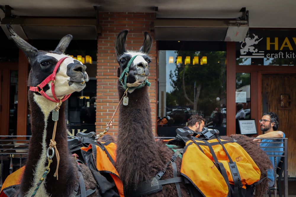 a group of llamas wearing clothing