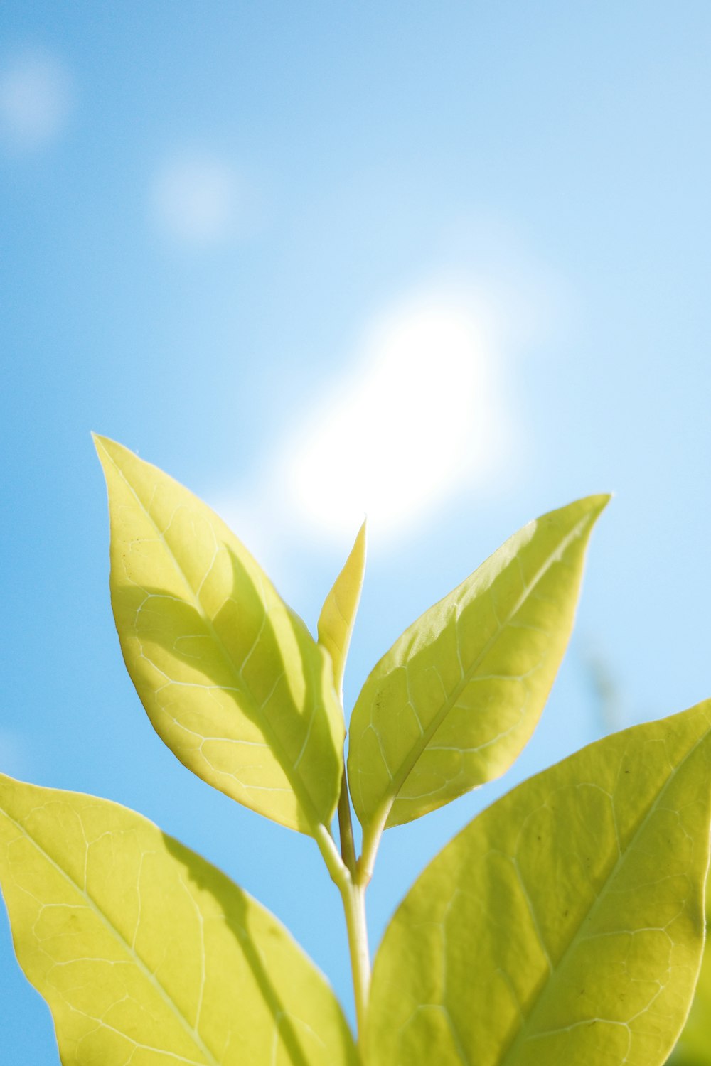 a close-up of some leaves