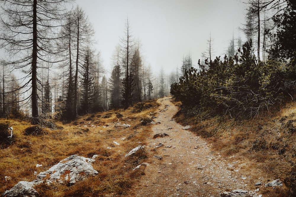 a dirt path through a forest