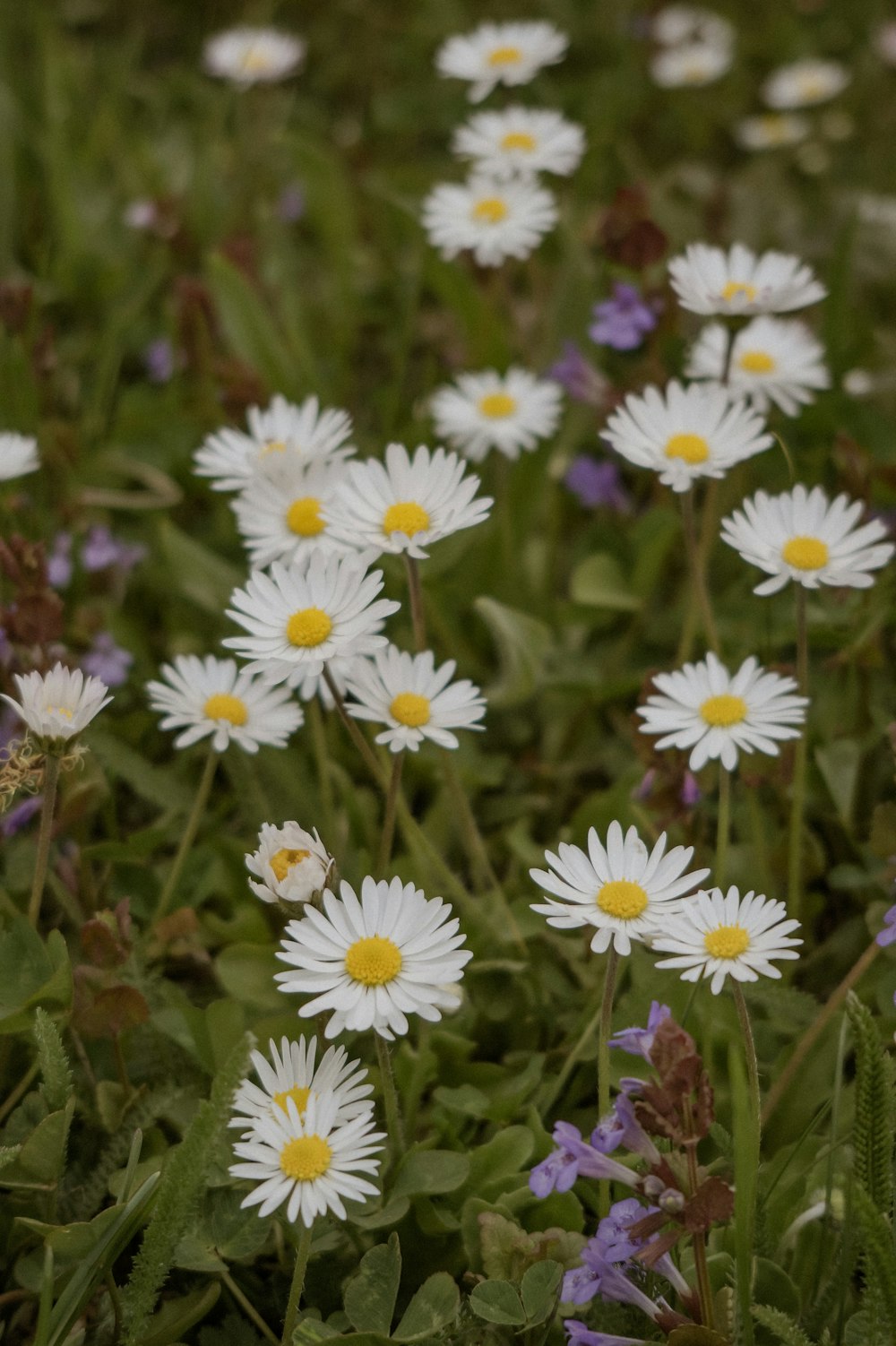 a group of white and purple flowers