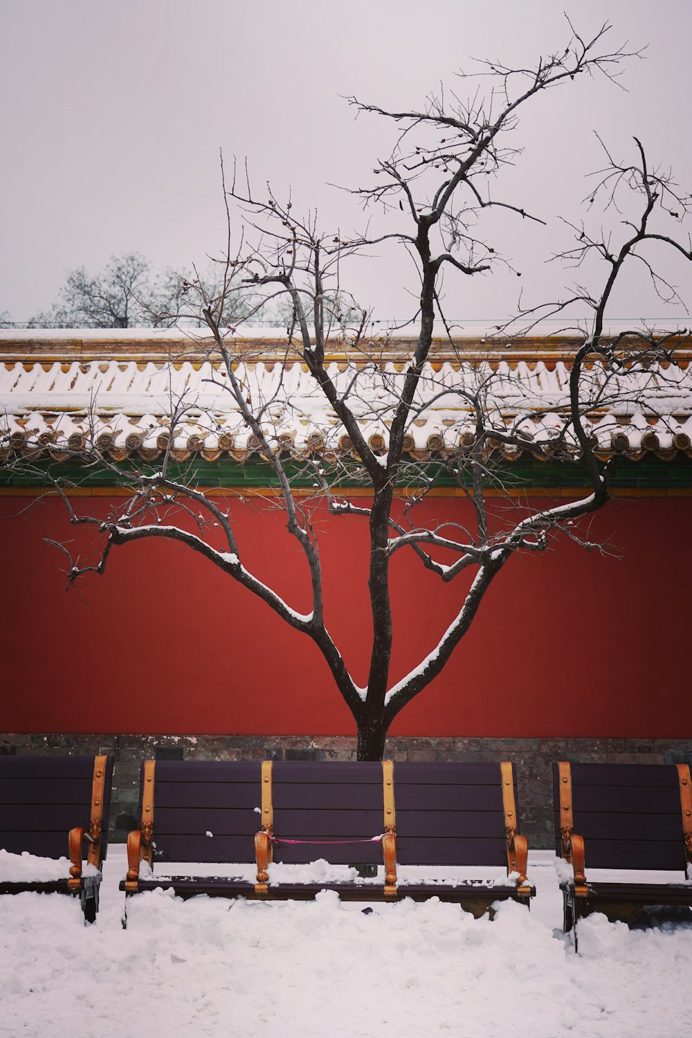 a tree in front of a building