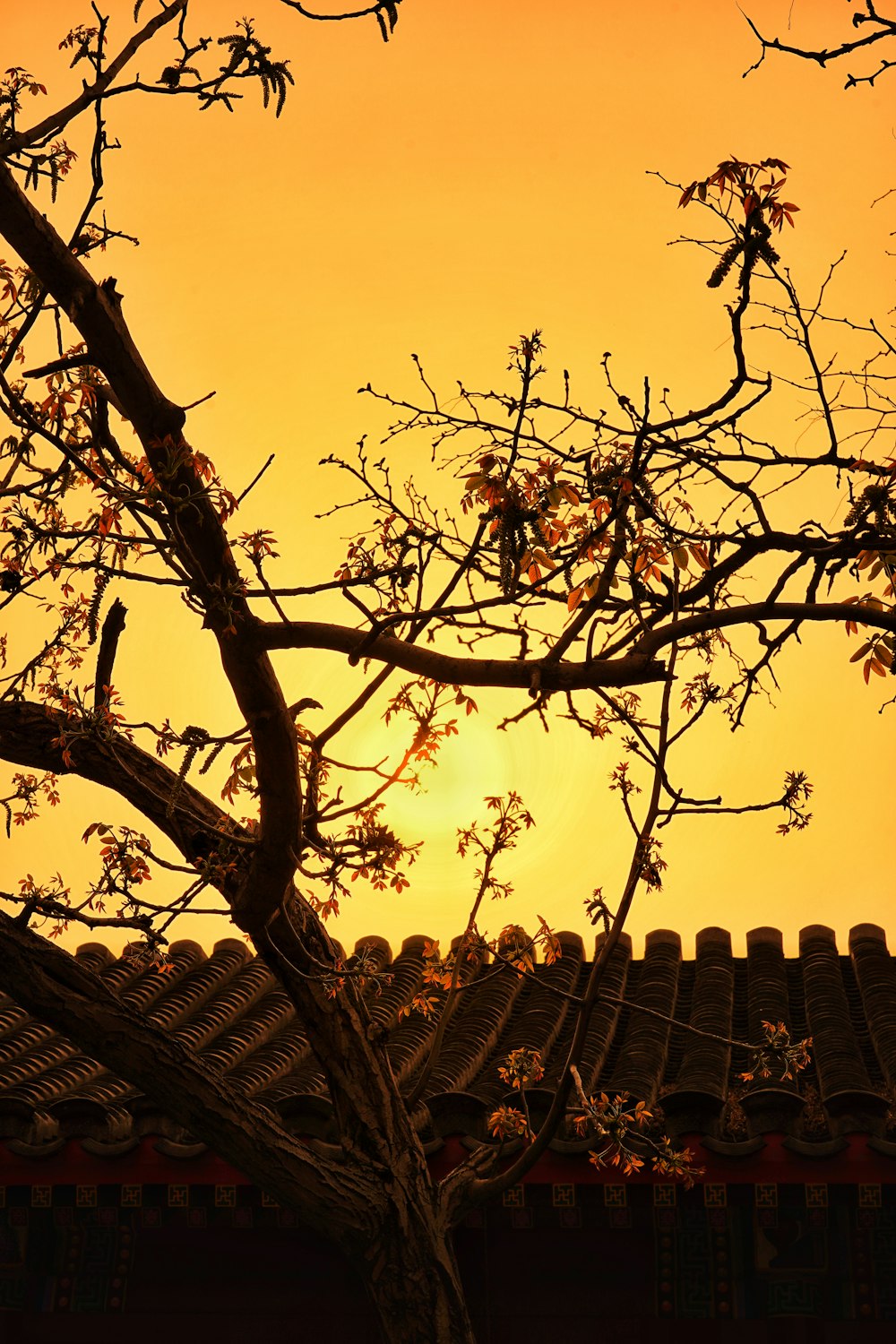 a tree with leaves