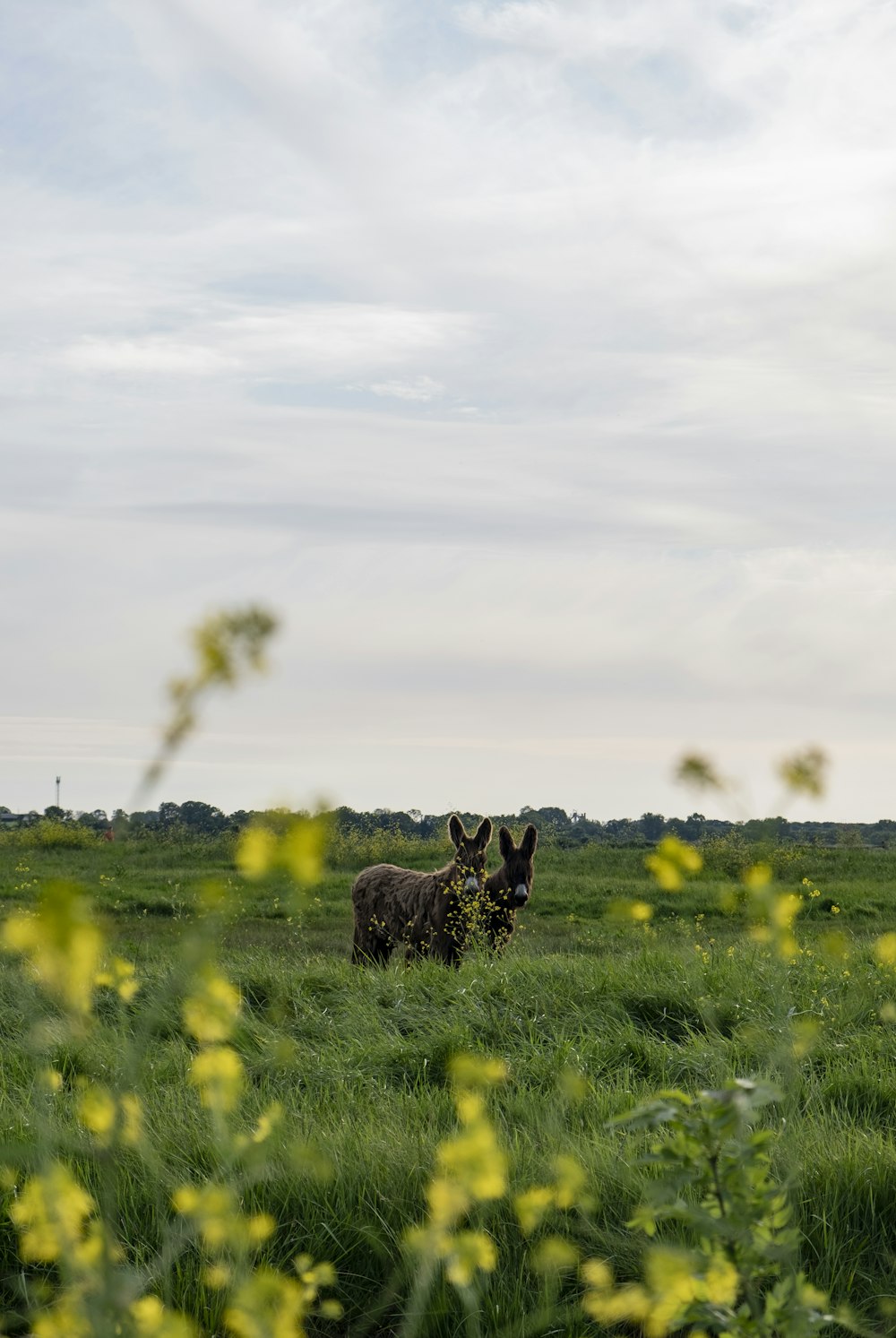 Deux animaux dans un champ