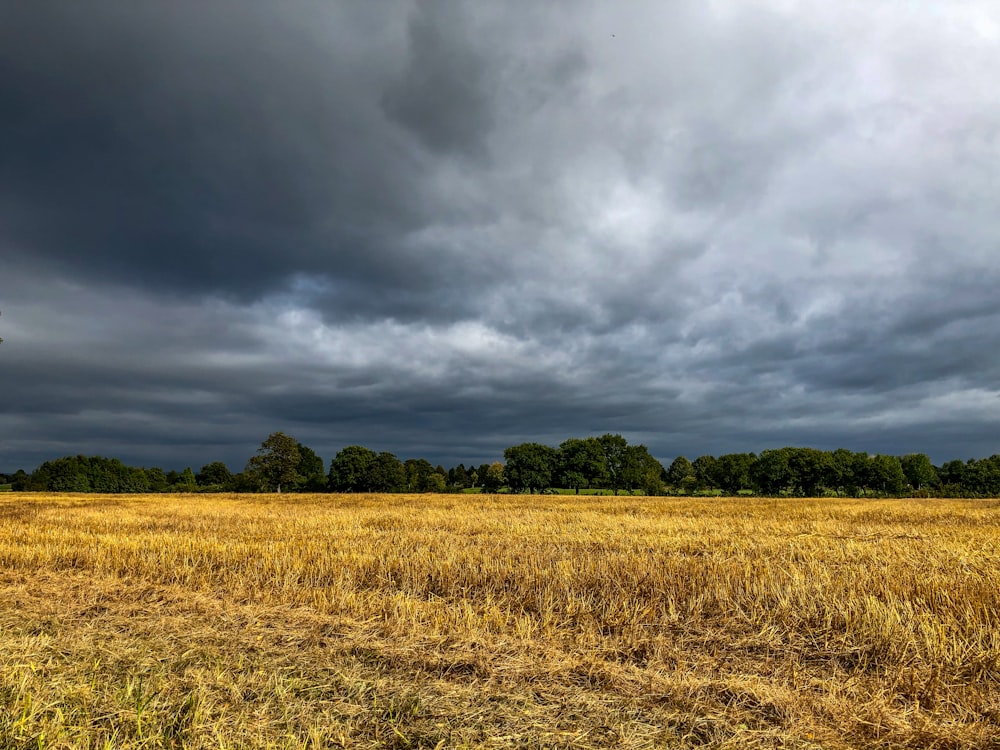 a large field with trees in the background