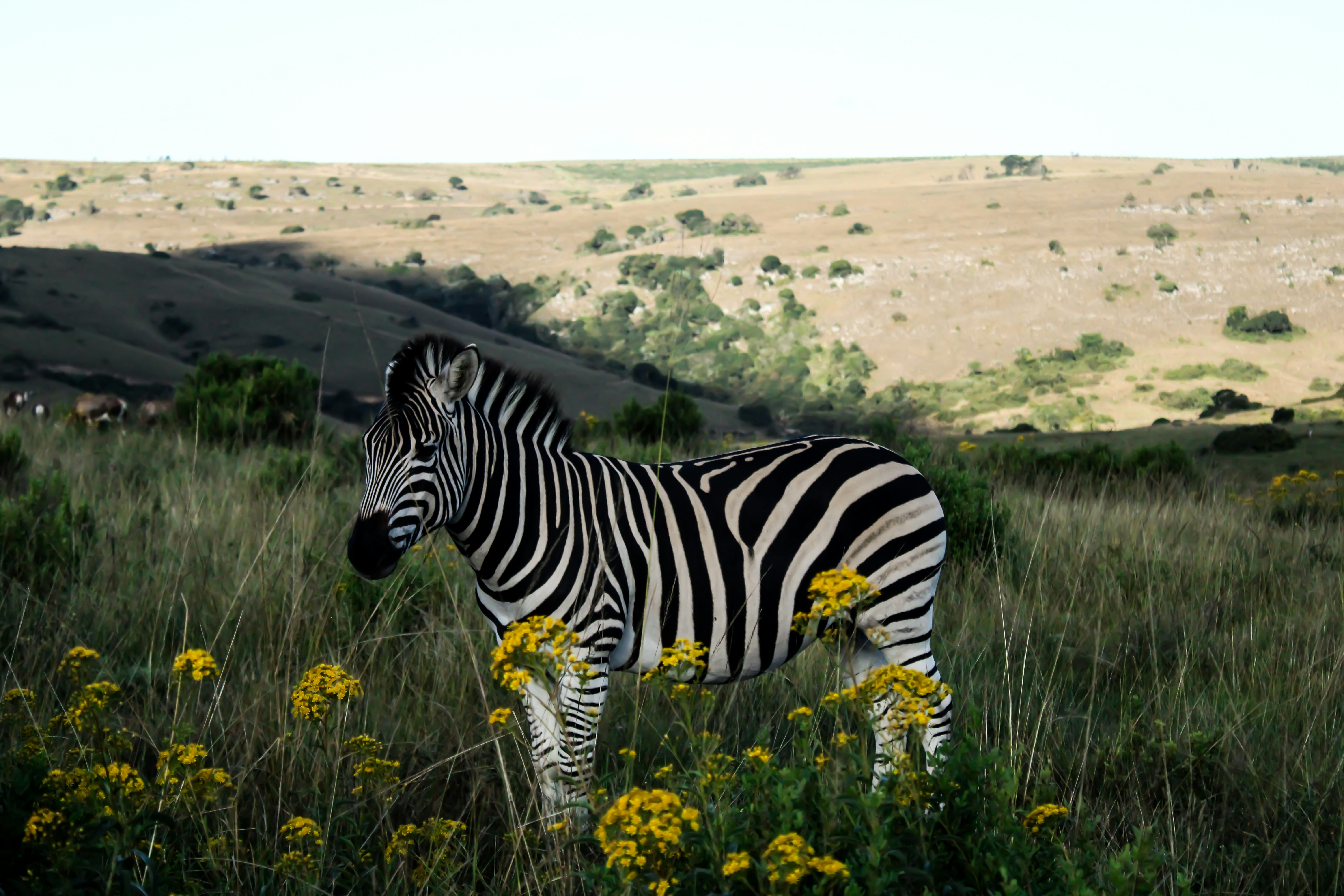 Conservation Implications of Stripe Research (image credits: unsplash)
