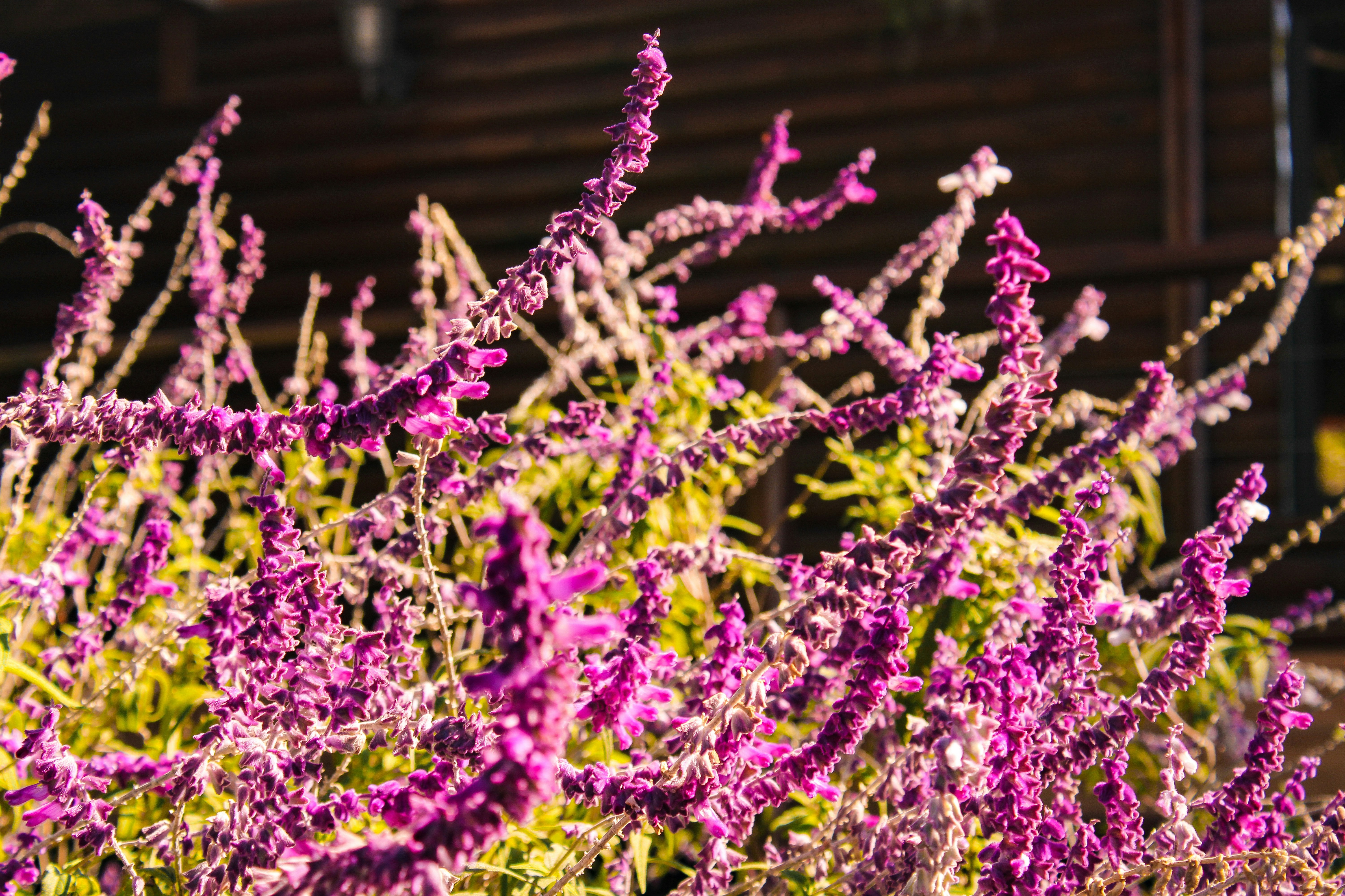 lavender aesthetic wallpaper, wallpaper, Lavender Crafts for Adults: Relaxing & Creative Ideas 1