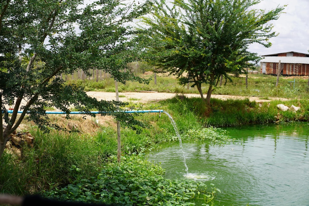 a river with trees and grass