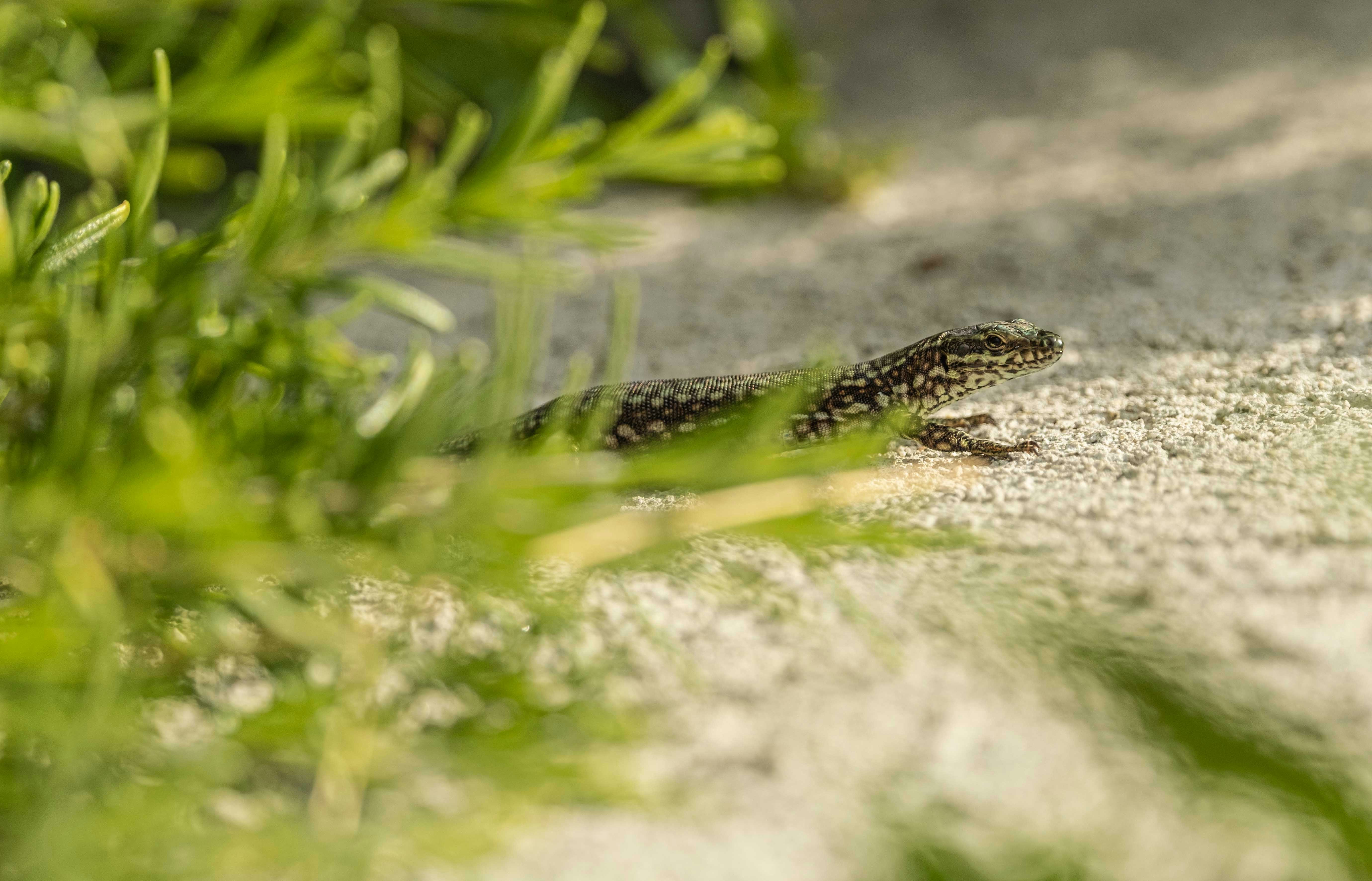 Photo by francesco_ungaro