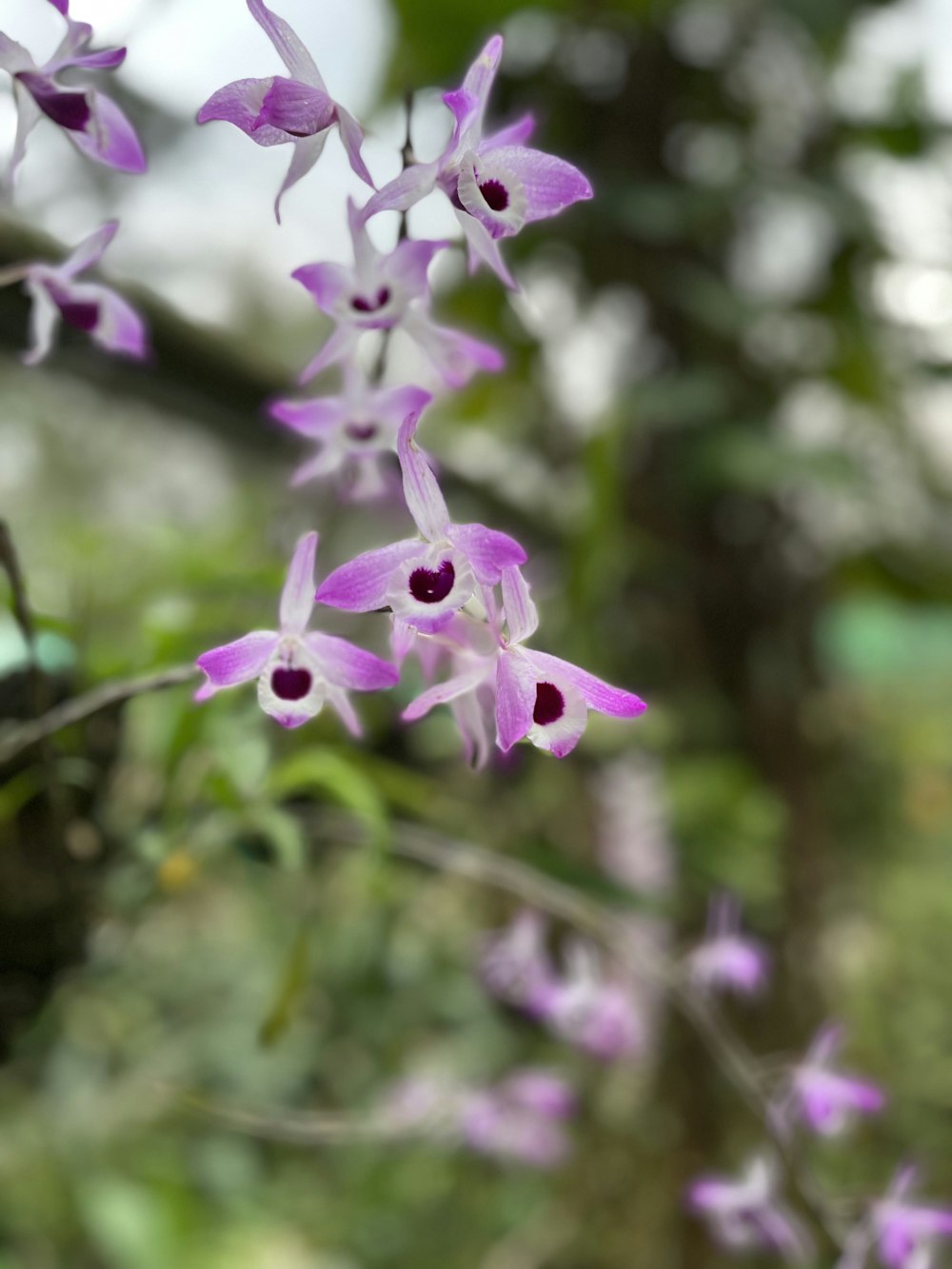 a close up of a flower