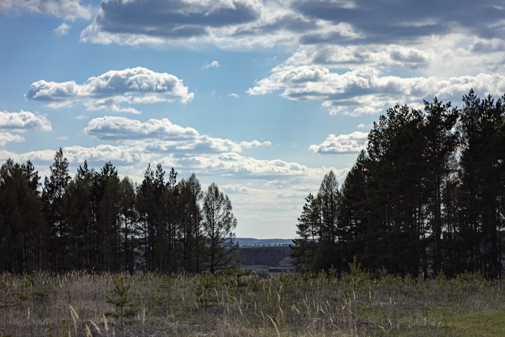 a grassy area with trees in the background