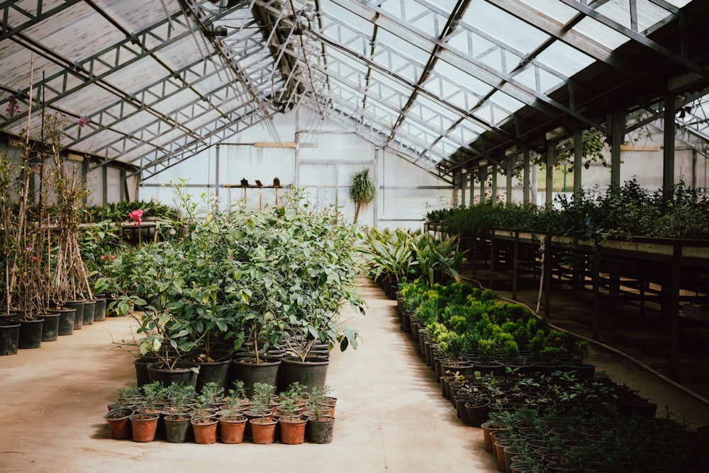 a greenhouse with many plants