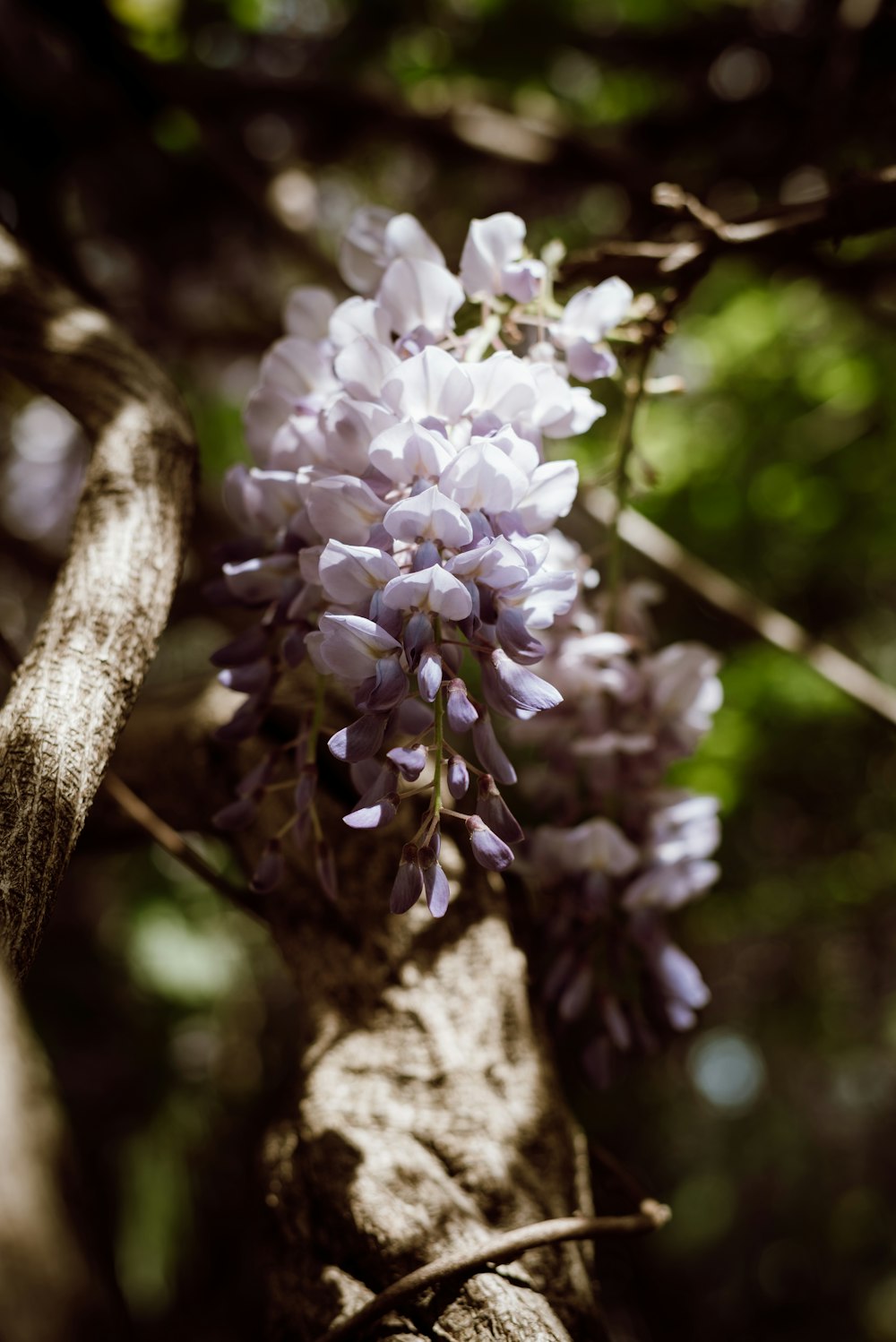 a close up of a flower