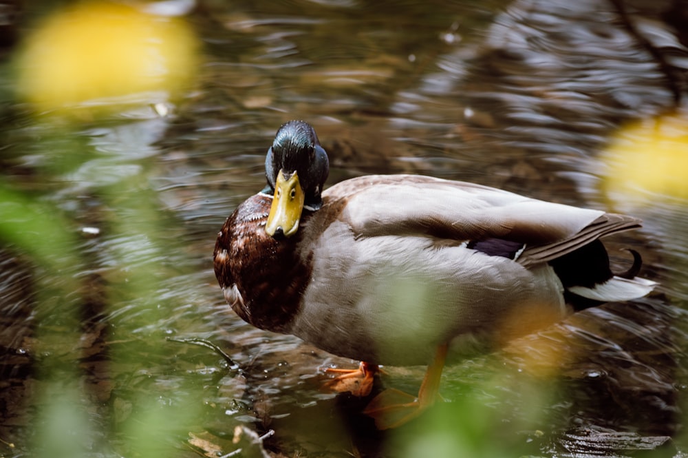 a duck in the water