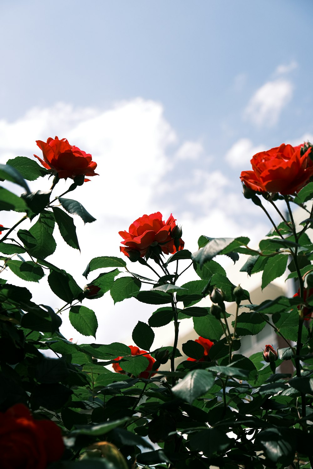 a group of flowers