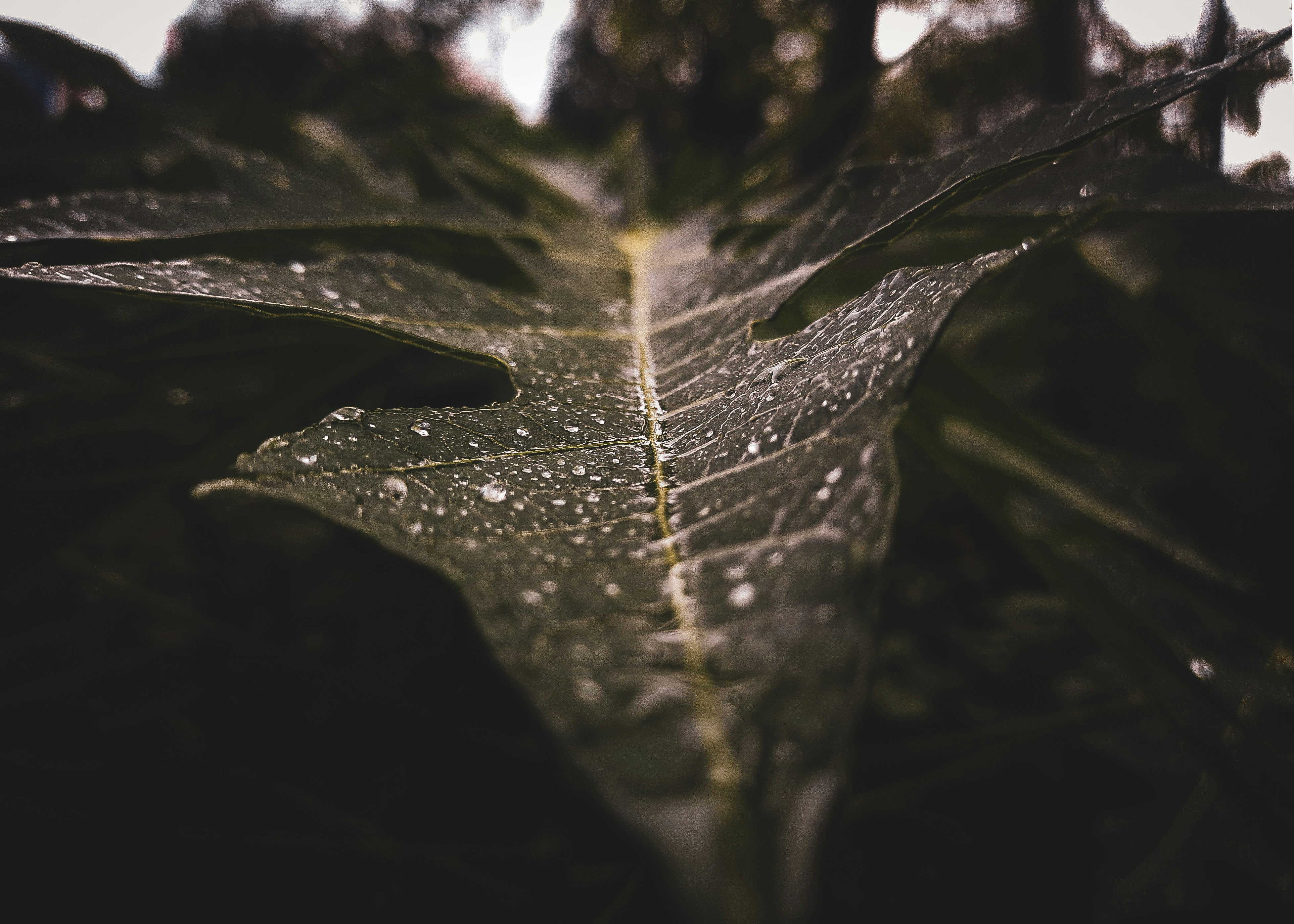 Photo by mahabubiit3