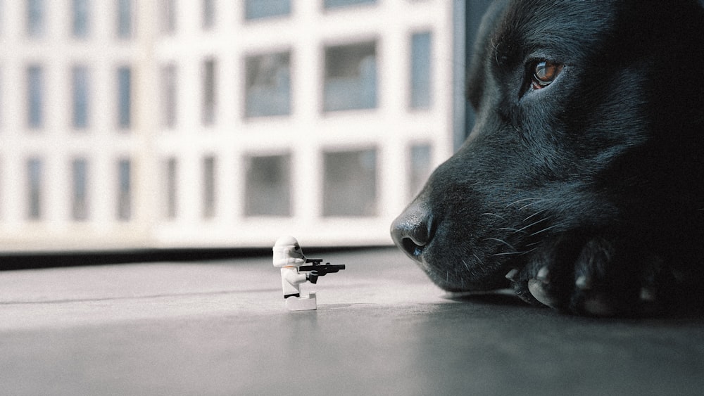 a dog looking at a toy gun