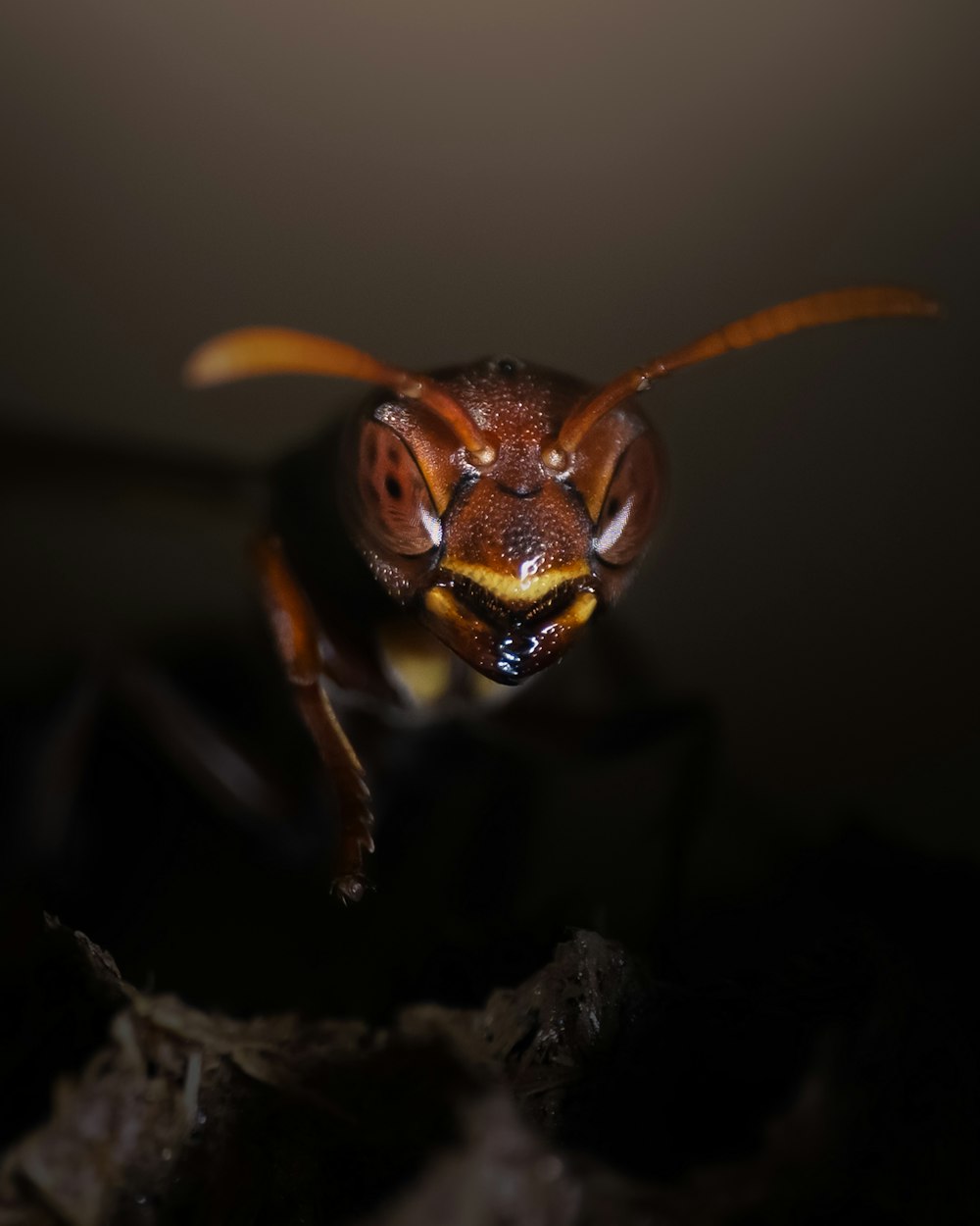 a close up of a bee