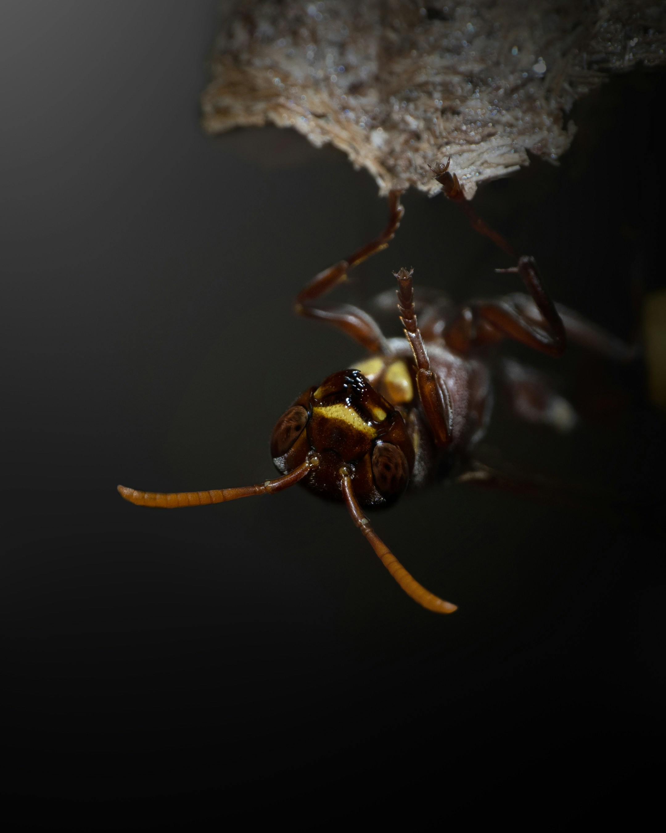 Wasps & Hornets — Usually a location problem more than a bug problem.