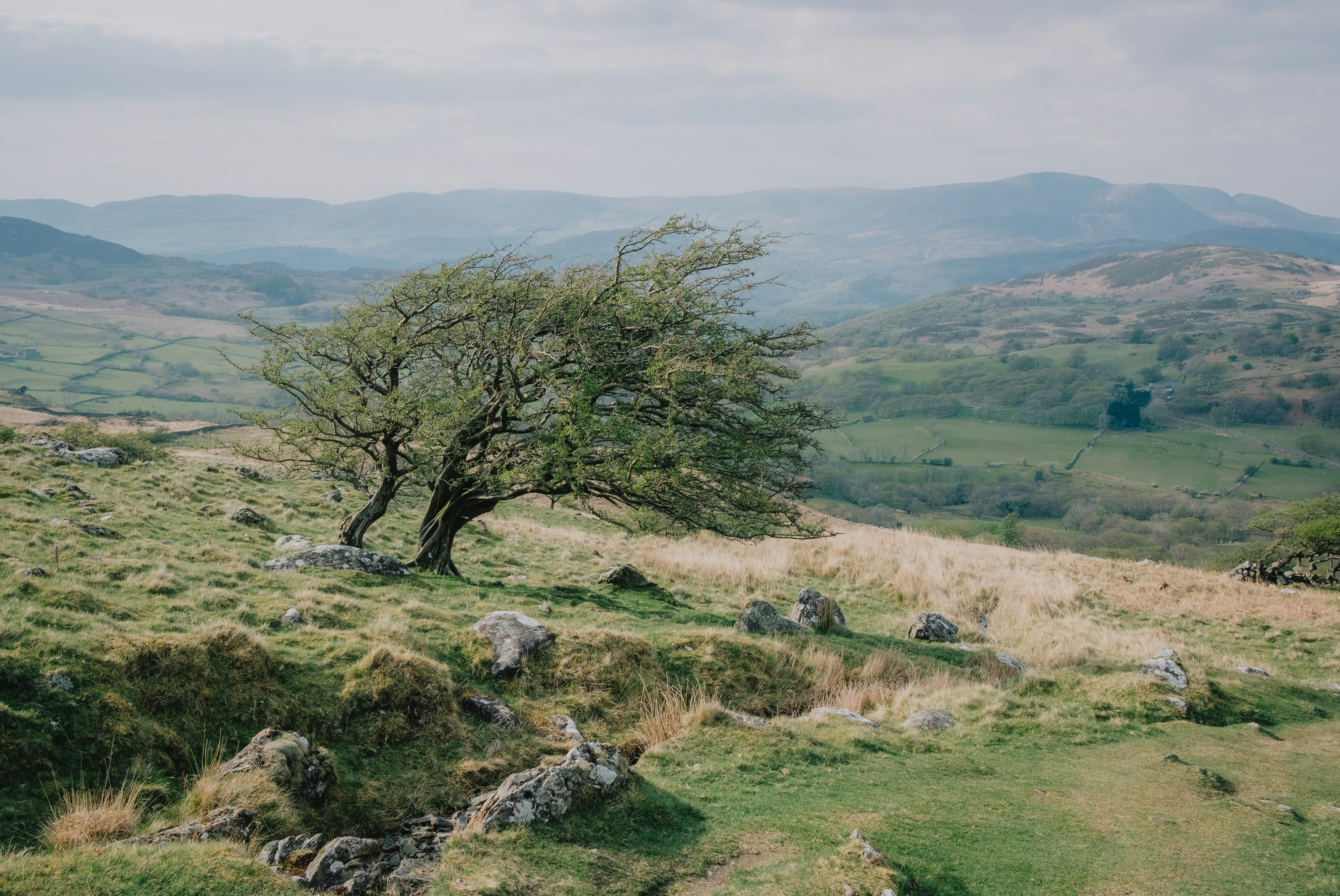 A low, bent tree on a grassy, rocky mountainside, with hills and fields in the background
