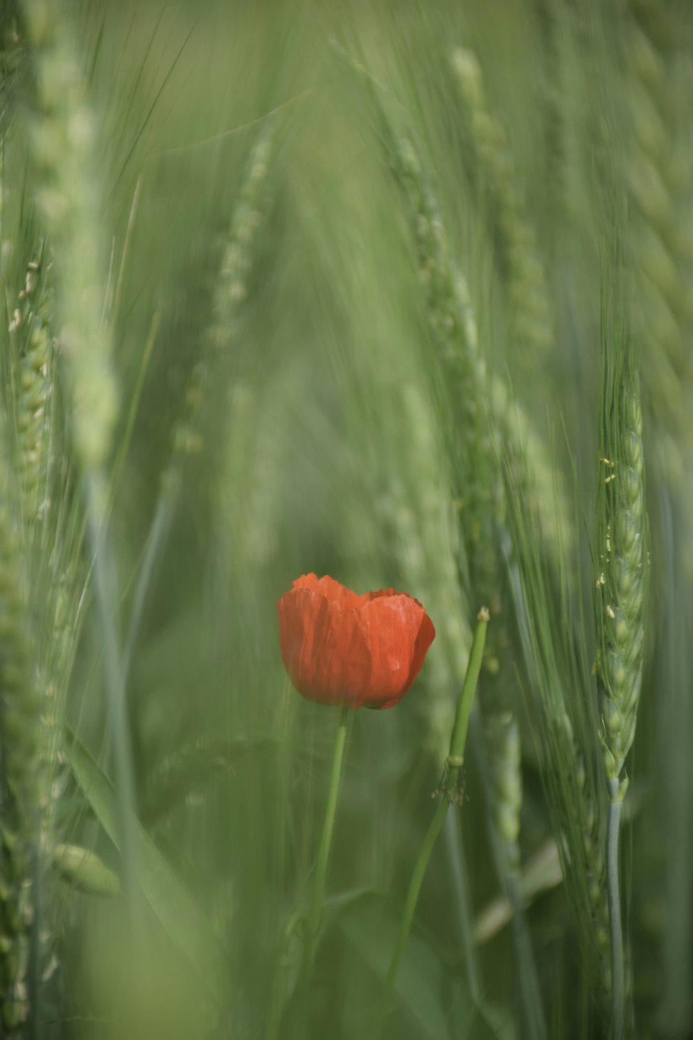 un fiore rosso in un campo d'erba
