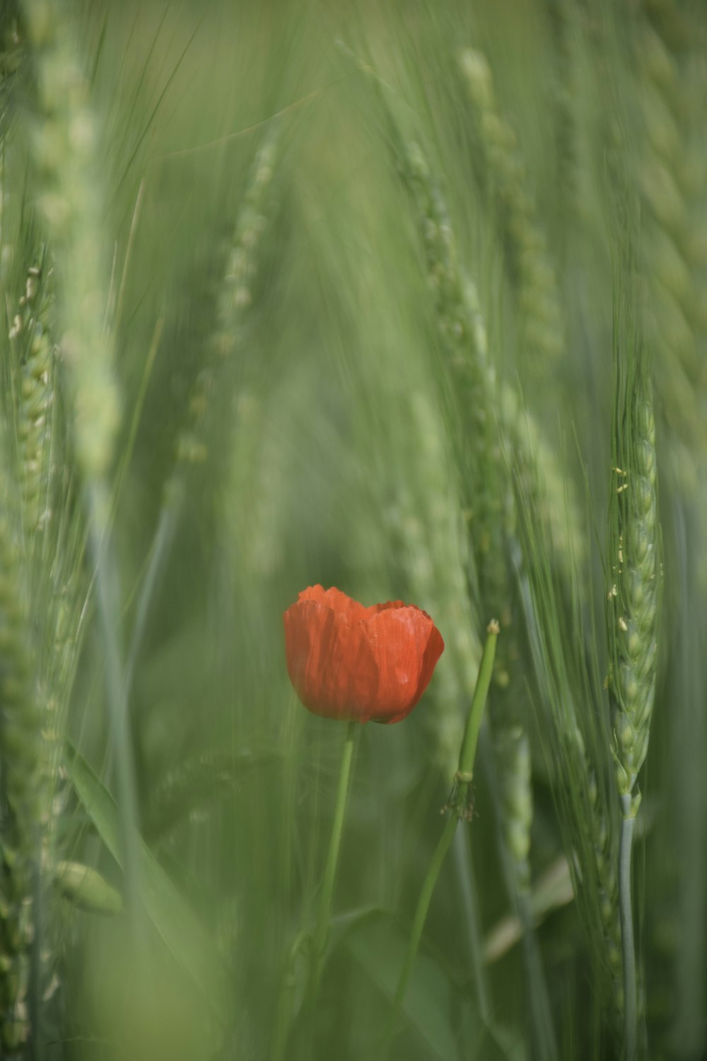 a red flower in a field of grass