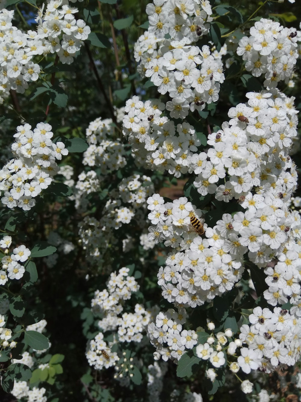 a bee on a white flower