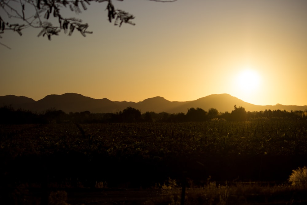 a field with trees and mountains in the background