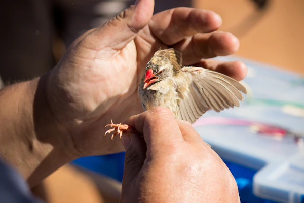 bird banding