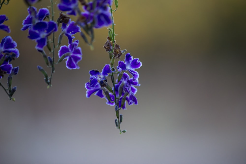 a close up of a purple flower