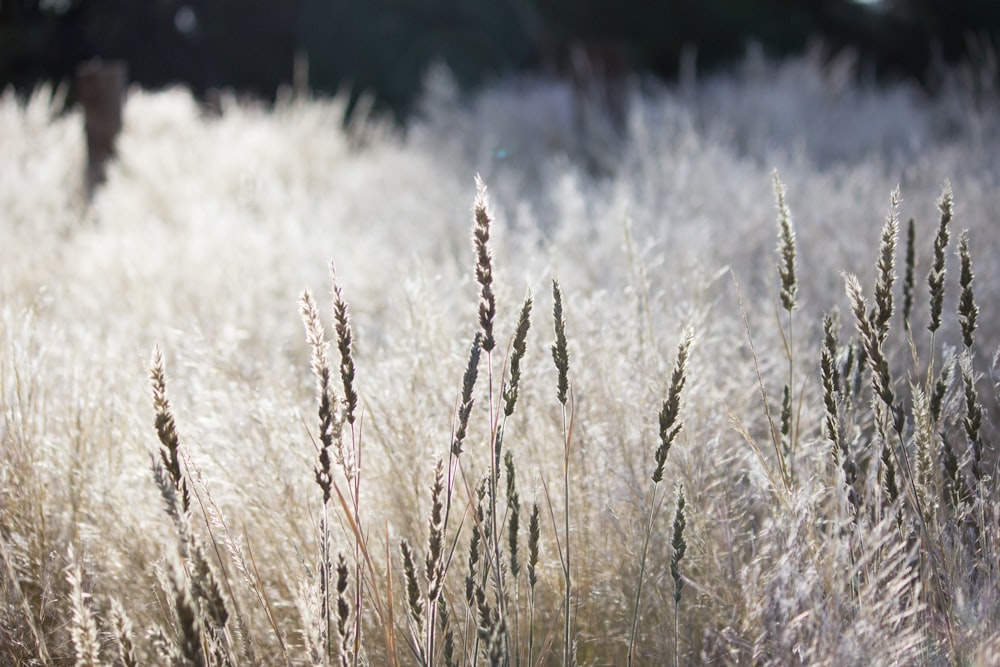 a field of wheat