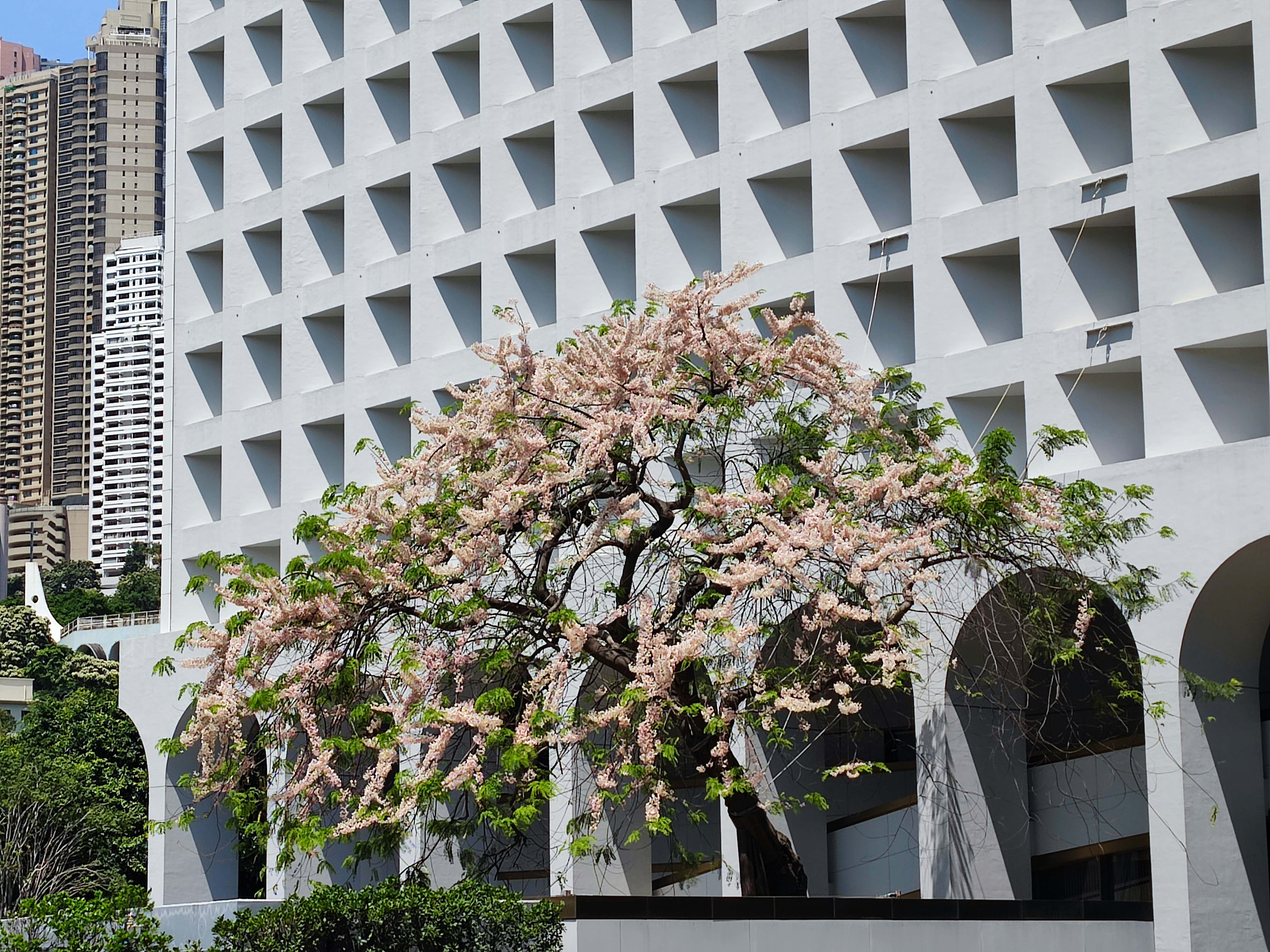 A historical and iconic tree called 'Pink and White Shower' outside the Murray Building美利大廈which was originally a governmental office building. As an iconic example of modern architecture, it has been converted into The Murray Hotel Hong Kong香港美利酒店. The slanted triangular window sills are its iconic characteristics as the orientation/direction of the windows facing the street is specially designed by architect Ron Phillips so as to avoid excessive amount of sunlight shinning into the building rooms, thus creating an energy saving effect and won the Energy Efficient Building Award in 1994.