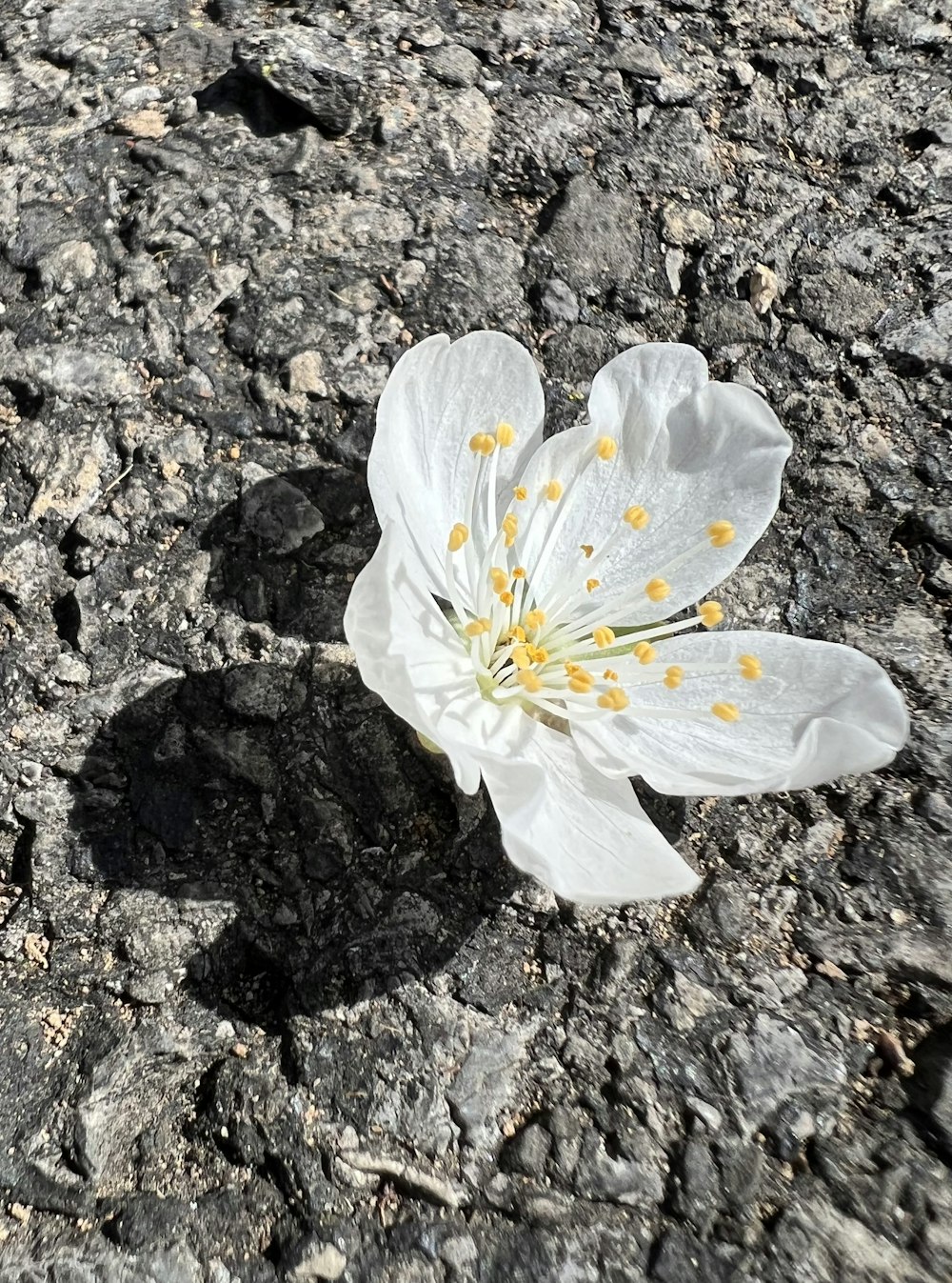 a white flower on a rock