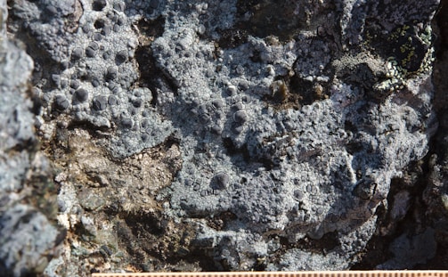 A close-up view of a rock surface covered with lichen. The lichen displays a textured, almost cracked pattern with small, circular growths. The color varies from light gray to darker shades with hints of green. The ruler at the bottom provides a scale for the size of the lichen-covered area.